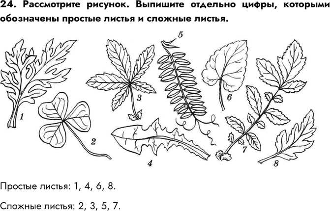 Изображение 24. Рассмотрите рисунок. Выпишите отдельно цифры, которыми обозначены простые листья и сложные...