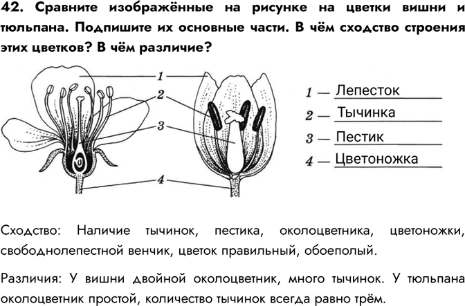 Изображение 42. Сравните изображённые на рисунке на цветки вишни и тюльпана. Подпишите их основные части. В чём сходство строения этих цветков? В чём различие?Сходство: Наличие...